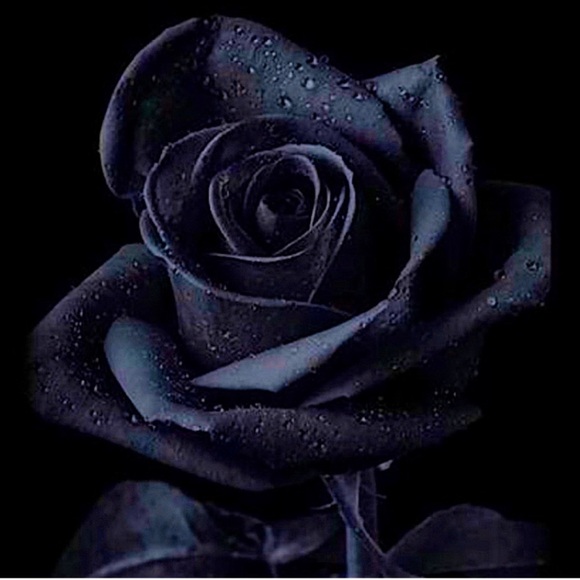 🆕 Limited Edition Tote Bag ~ Weekender ~ Travel Bag ~ Black ~ Boutique ~ Rare - Picture 15 of 16